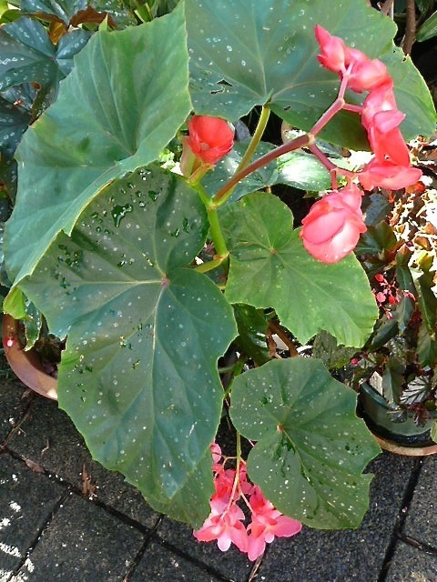 B. ‘Coro Star’